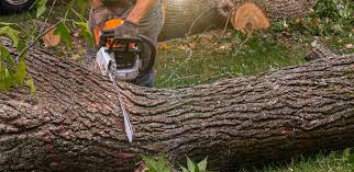 How Our Tree Care Process Works  in  Century, FL