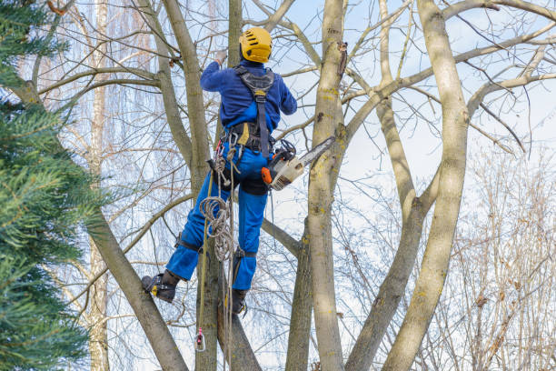 Best Hazardous Tree Removal  in Century, FL