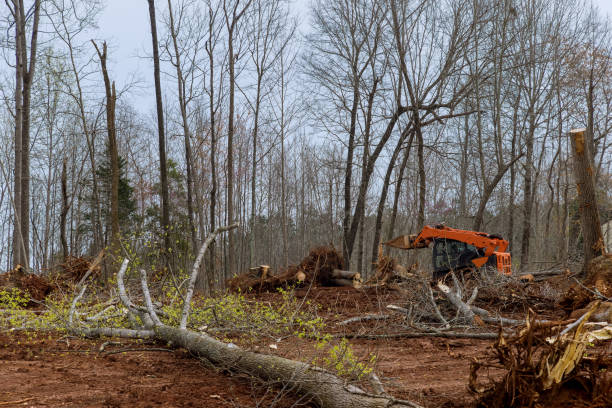 Best Commercial Tree Services  in Century, FL