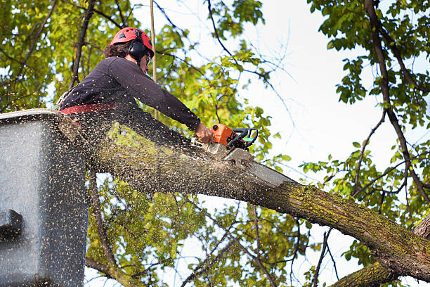 Leaf Removal