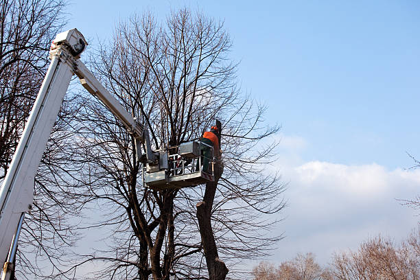 Best Stump Grinding and Removal  in Century, FL