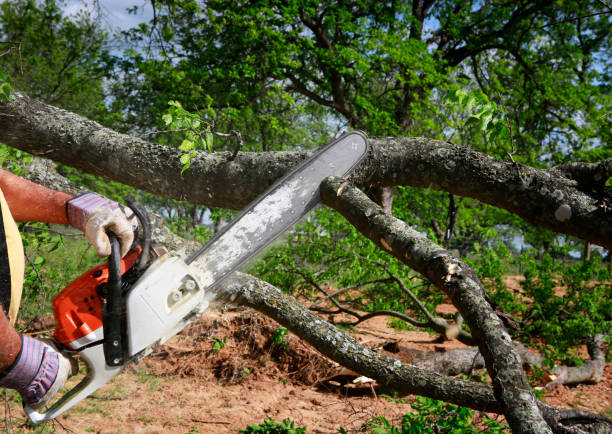 Trusted Century, FL Tree Services Experts